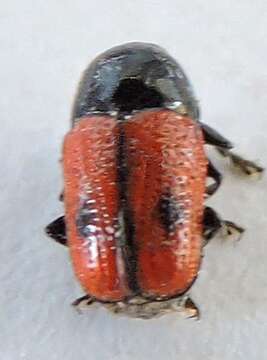 Cryptocephalus pubiventris Schaeffer 1920 resmi