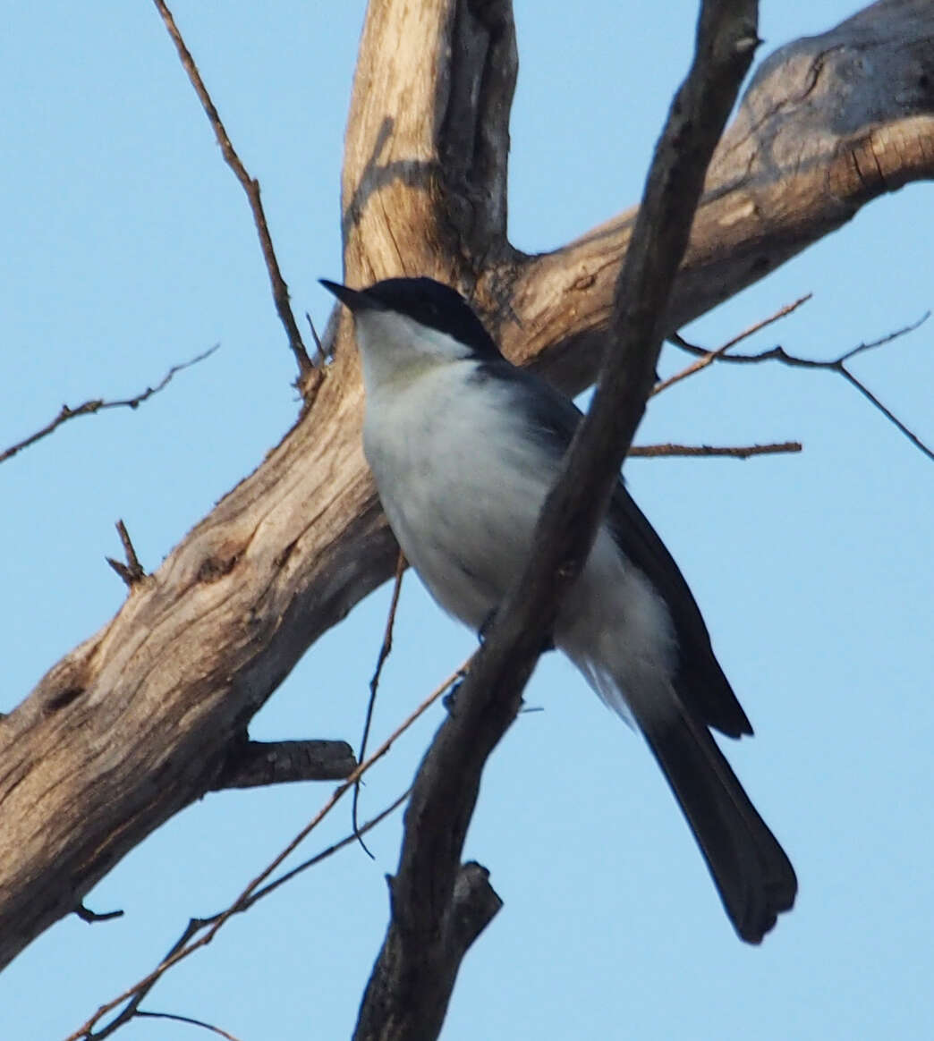 Image of Restless Flycatcher