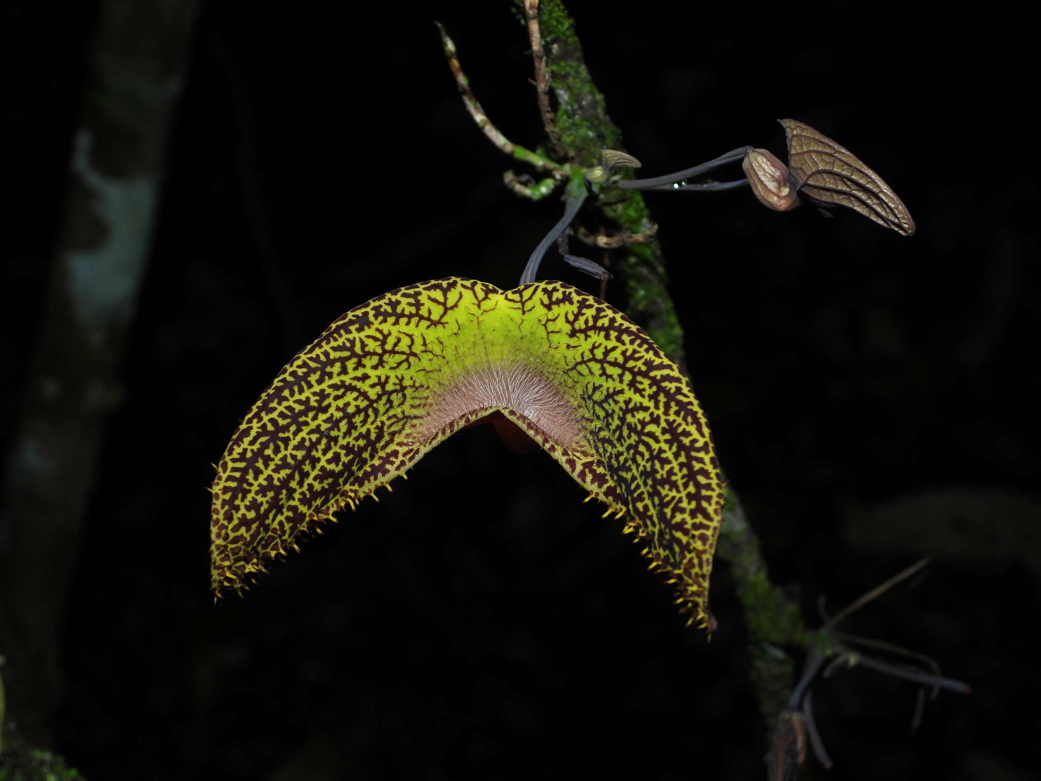 Image of Aristolochia wankeana