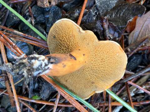 Image of Suillus bovinus (L.) Roussel 1796