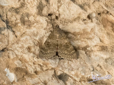 Image of french red underwing