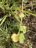 Image of Bolander's woodland-star