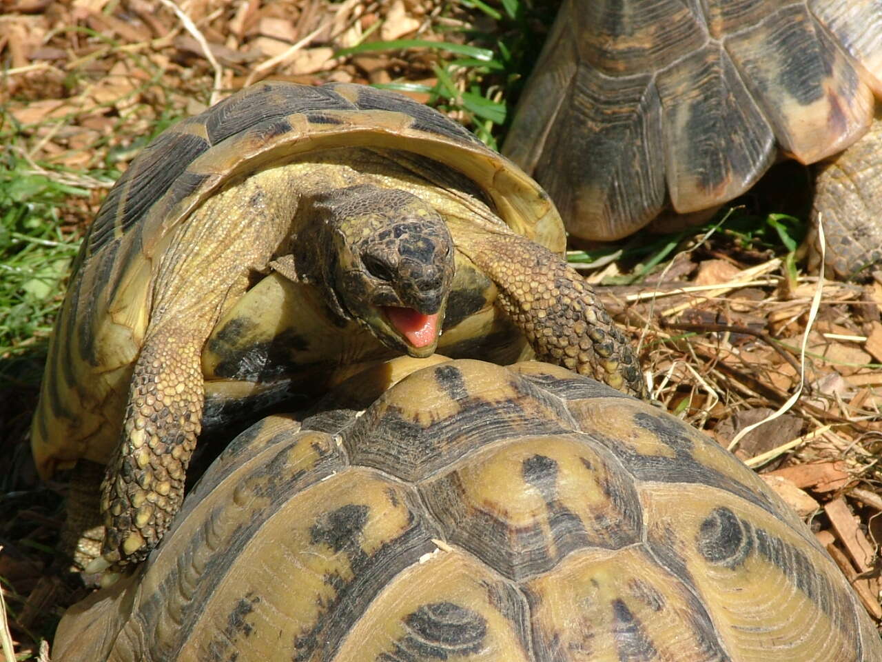 Imagem de Testudo