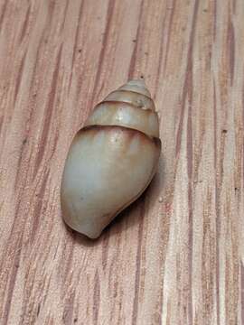 Image of yellow dovesnail