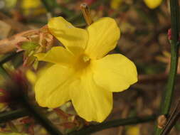 Image of winter jasmine