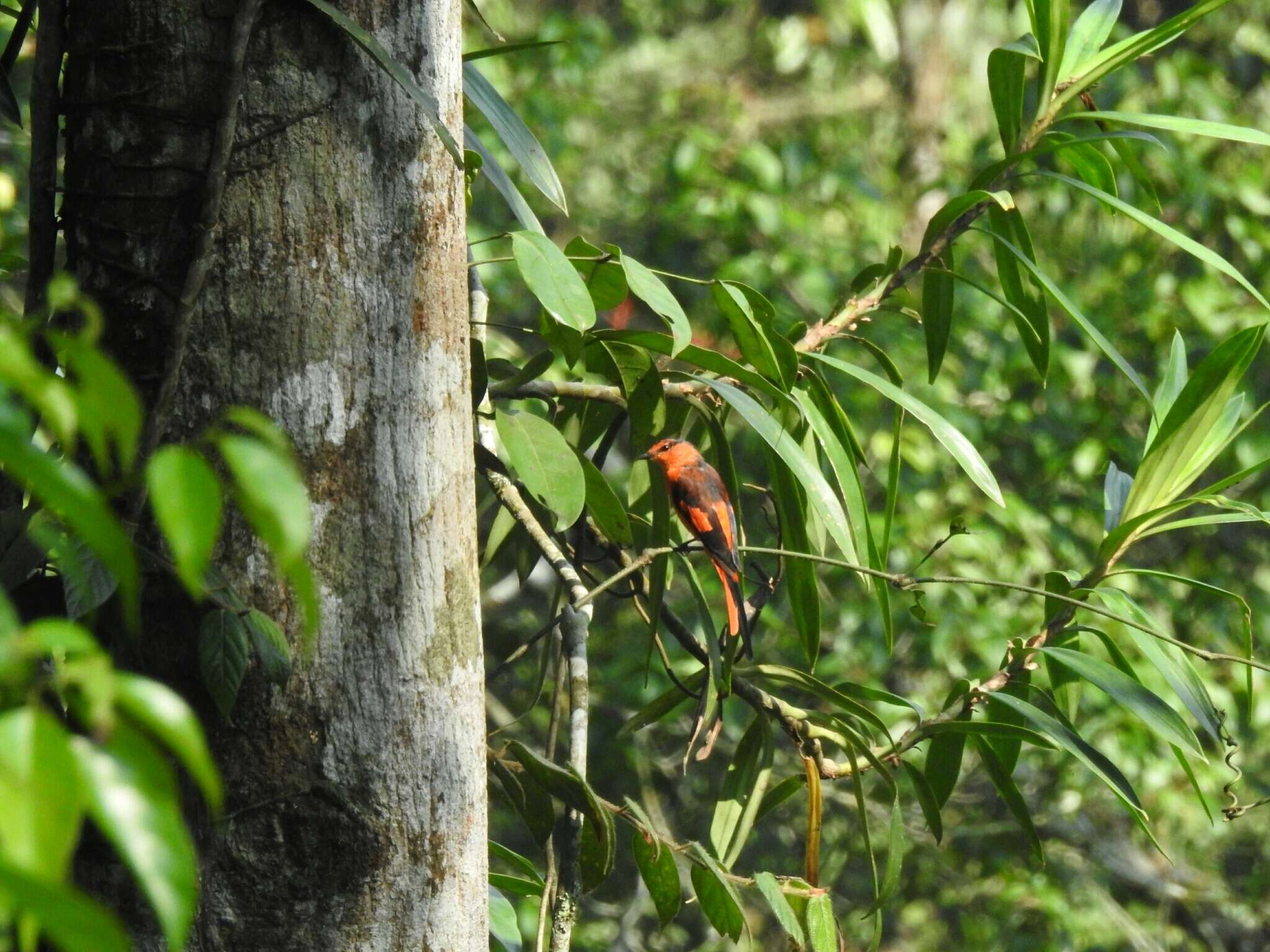 Pericrocotus miniatus (Temminck 1822) resmi