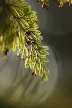 Image of Tunbridge filmy fern