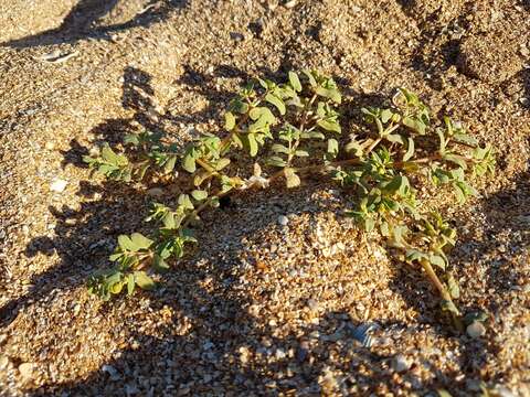 Image of Euphorbia peplis L.