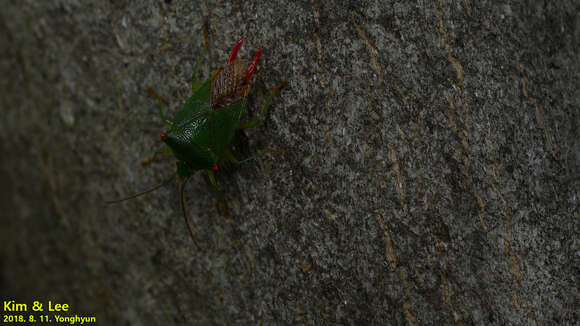 صورة Acanthosoma labiduroides Jakovlev 1880