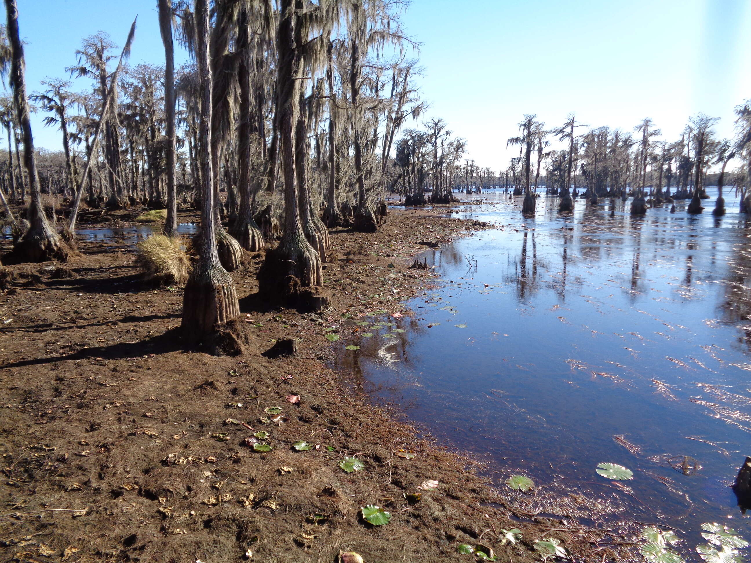 Image of twoleaf watermilfoil