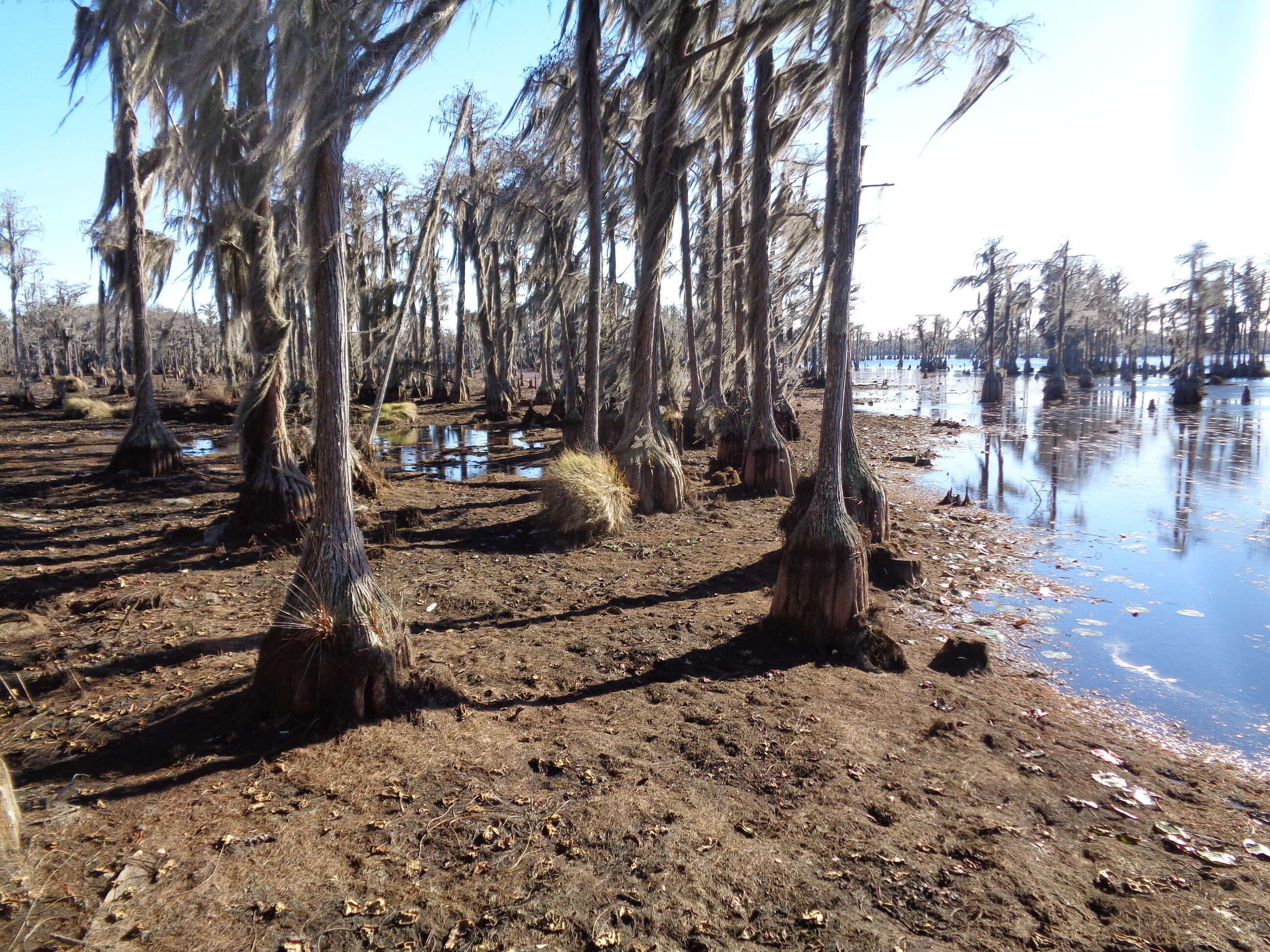 Image of twoleaf watermilfoil