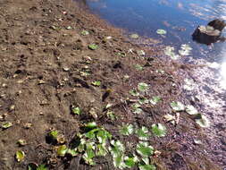 Image of twoleaf watermilfoil