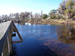 Image of twoleaf watermilfoil