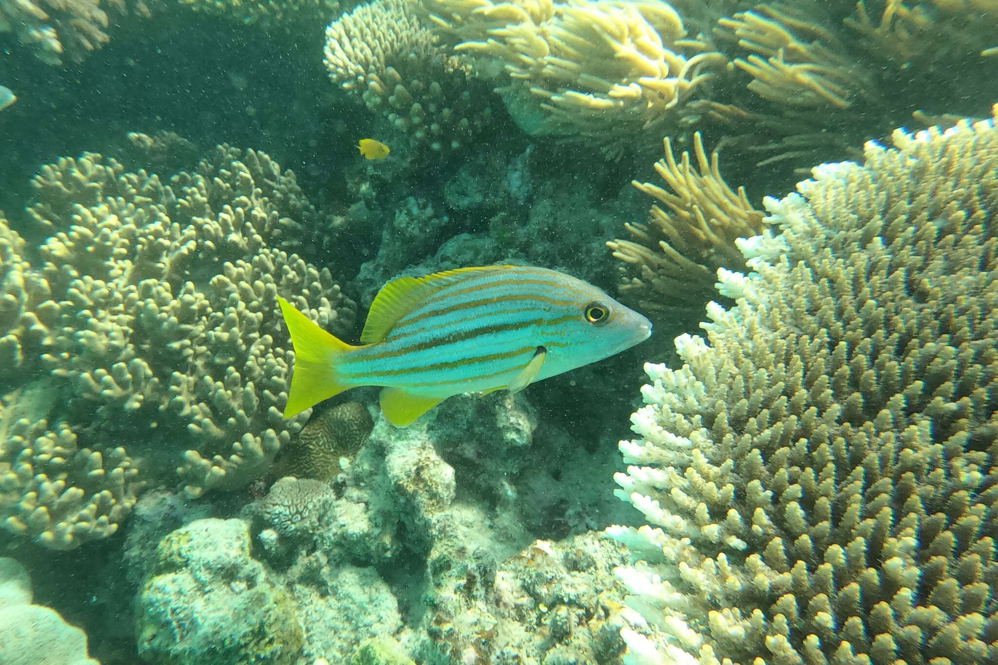 Image of Spanish flag snapper