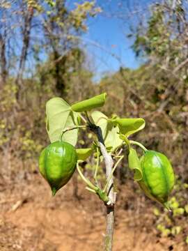 Image of Adenia olaboensis Clav.