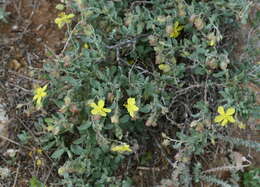 Helianthemum canariense (Jacq.) Pers.的圖片