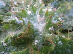 Image of Cotton Thistle