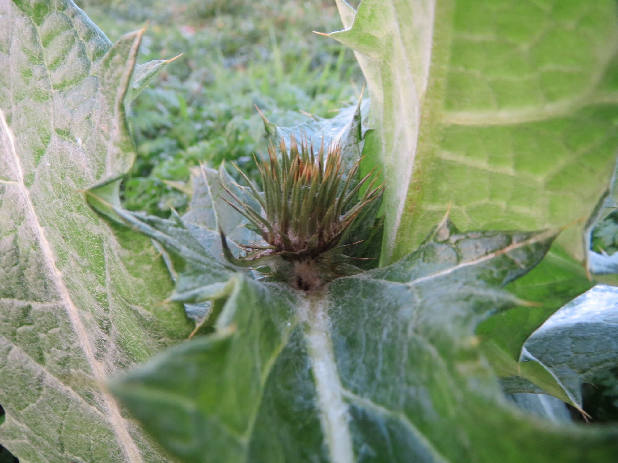 Image of Cotton Thistle