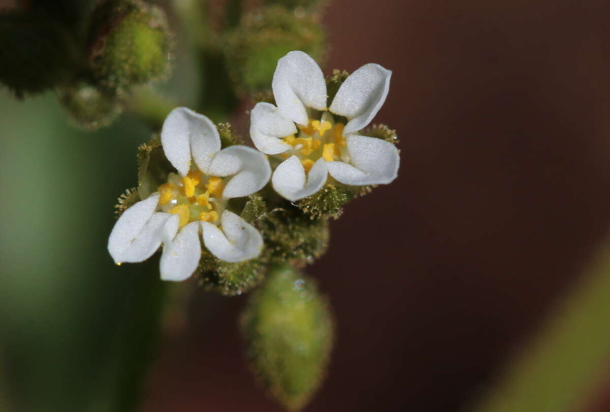 Image of Limeum viscosum subsp. transvaalense Friedr.