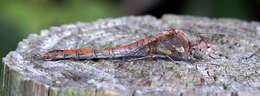 Image of Common Darter