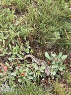 Image of Mount Lyell Salamander