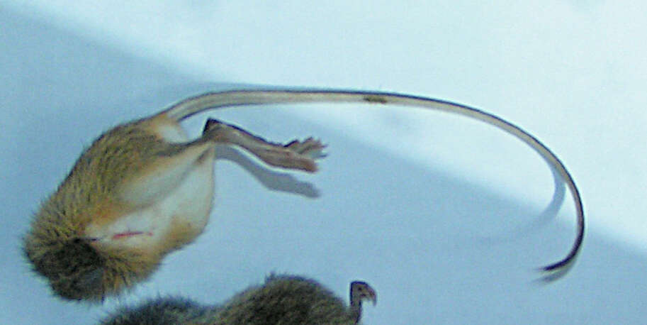 Image of jumping mice