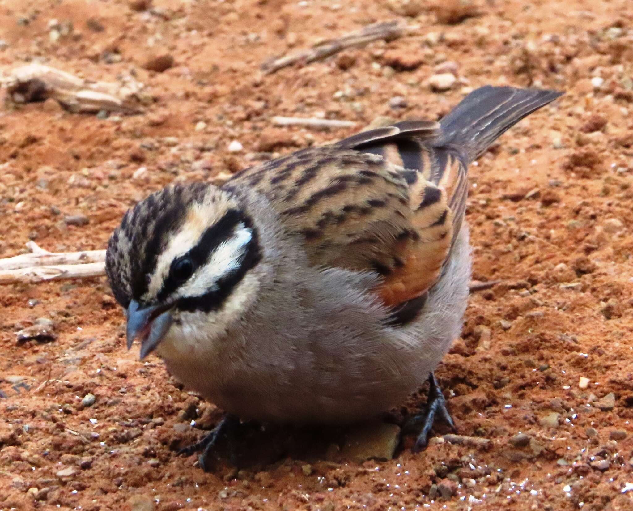 Image of Emberiza capensis capensis Linnaeus 1766