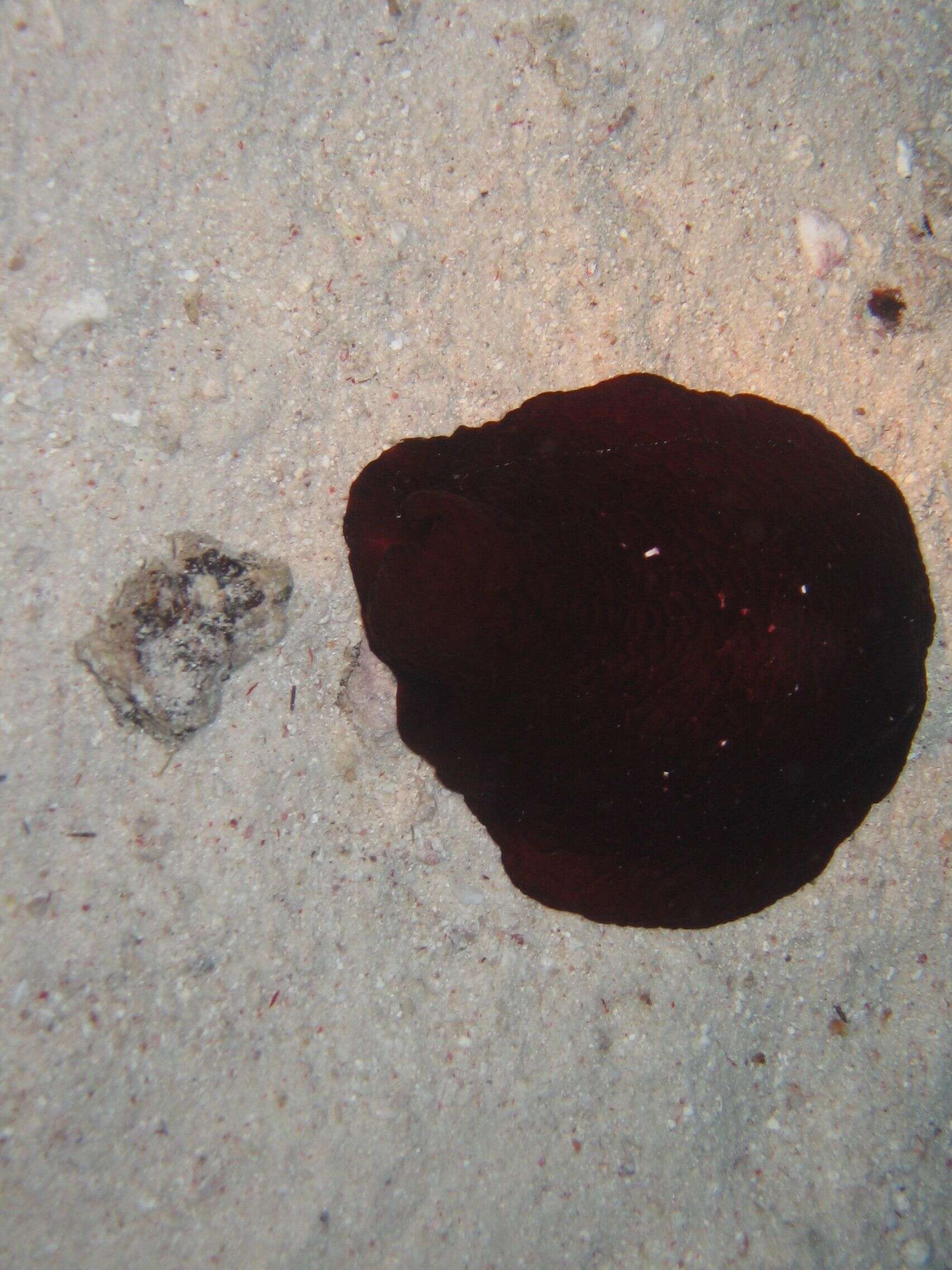 Image of Forskal's side-gilled sea slug