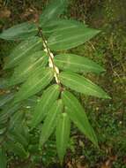 Image of Polygonatum arisanense Hayata