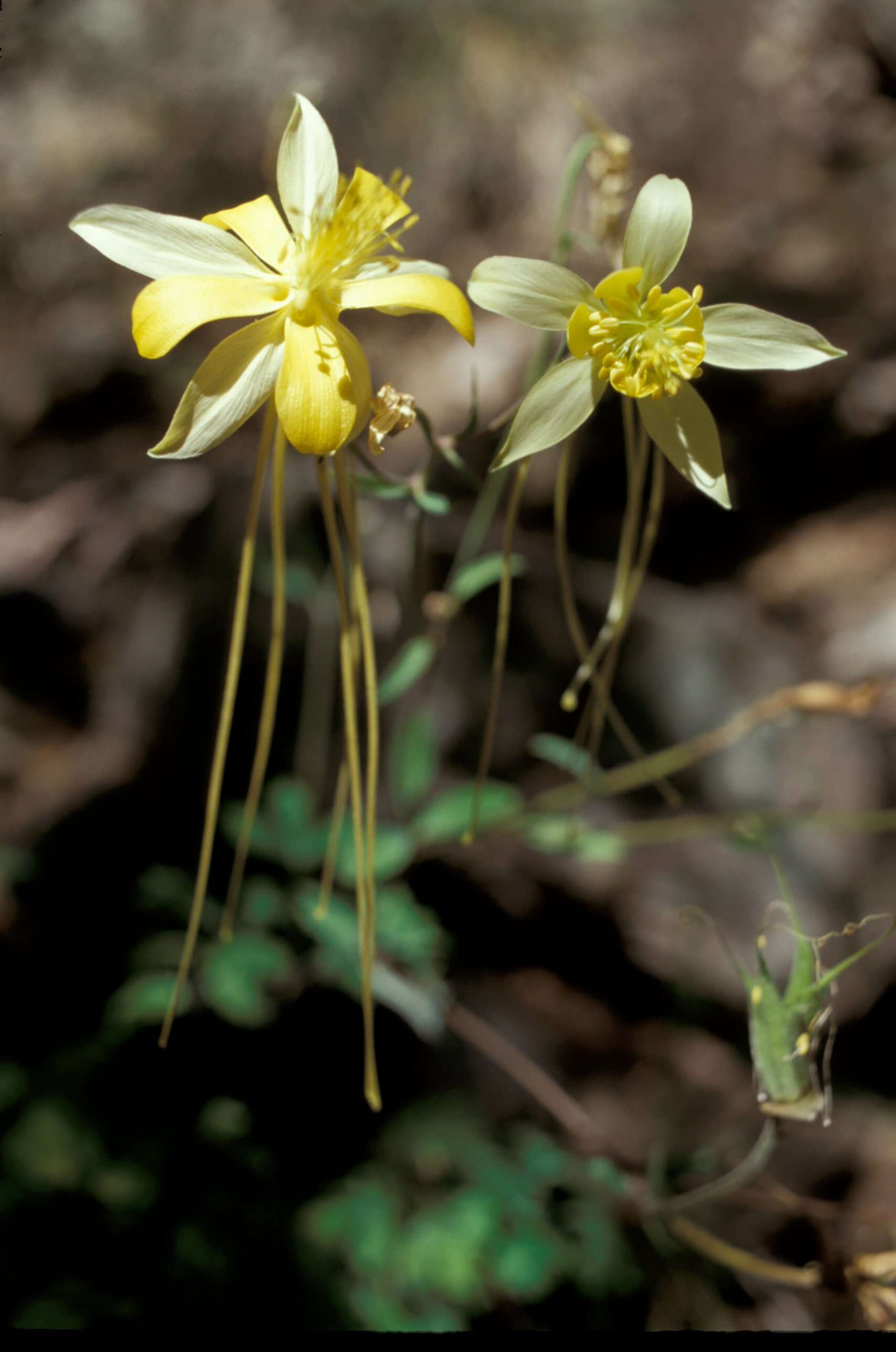 Image of longspur columbine