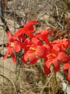 Sivun Gladiolus nerineoides G. J. Lewis kuva