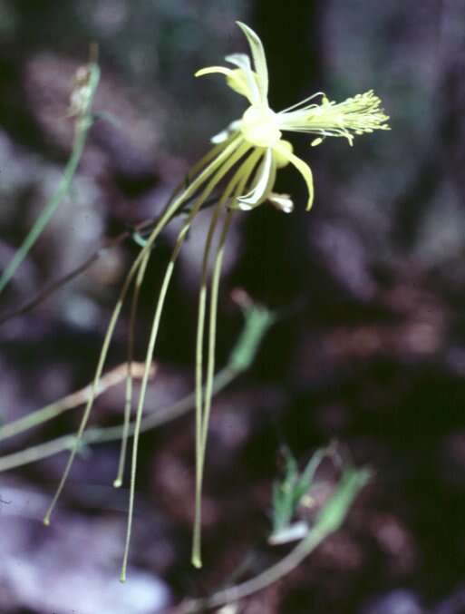 Image of longspur columbine