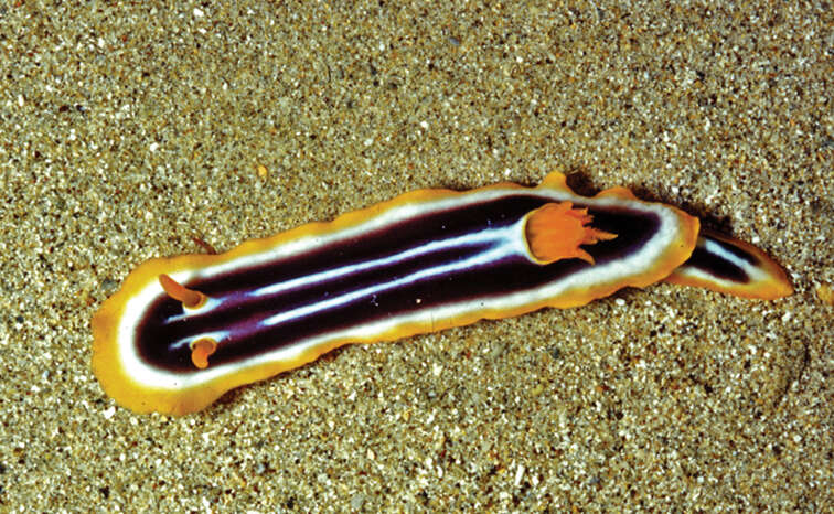 Image of Chromodoris africana Eliot 1904