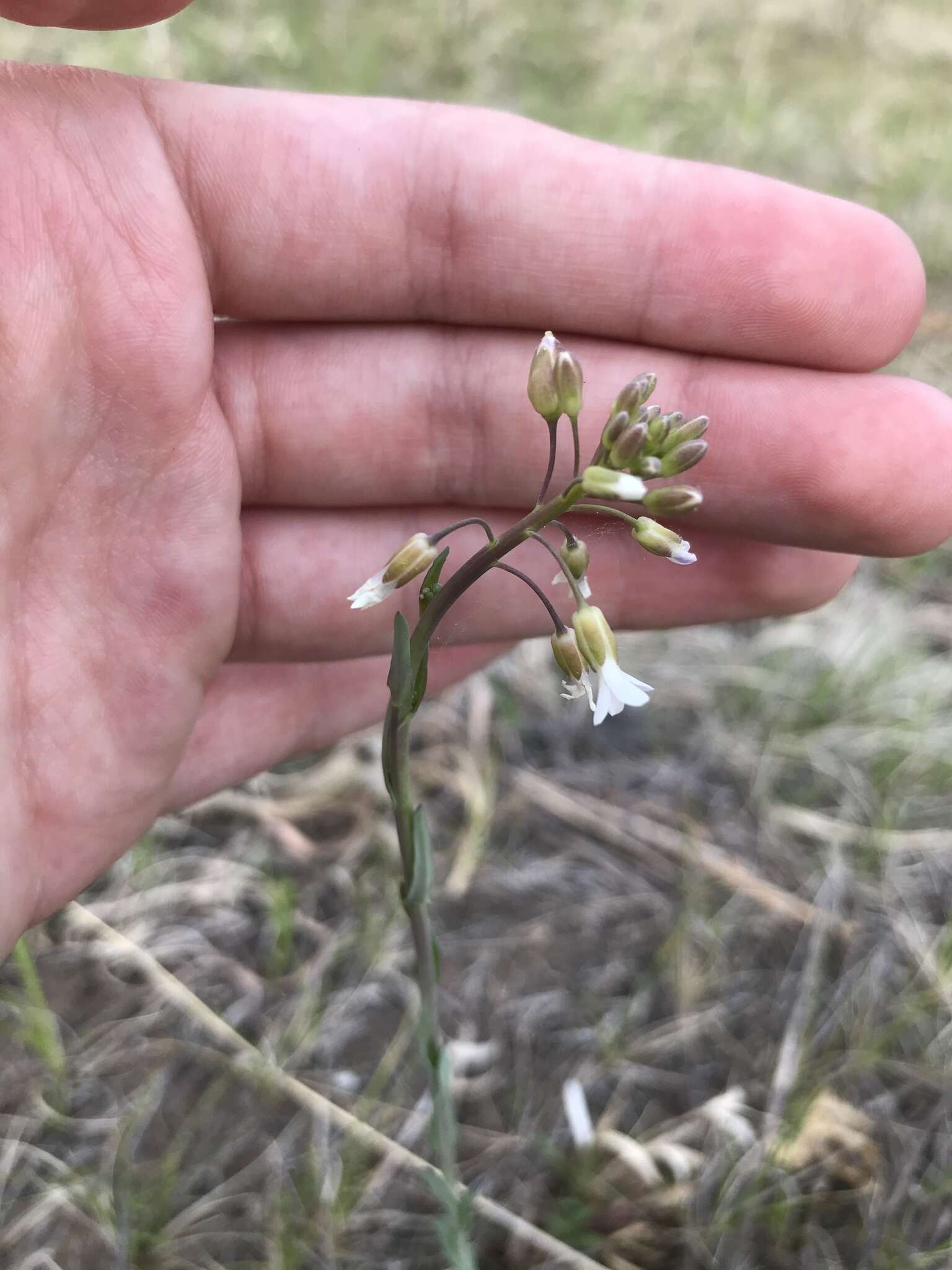 Image of Boivin's Rockcress