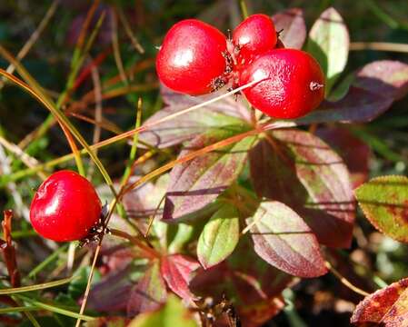 Image of Bunchberry