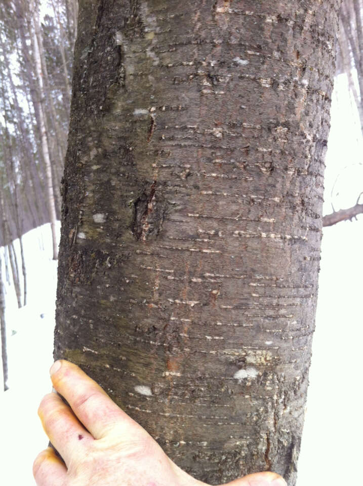 Image of Black birch