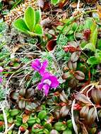 Image de Oxytropis pumilio (Pall.) Ledeb.