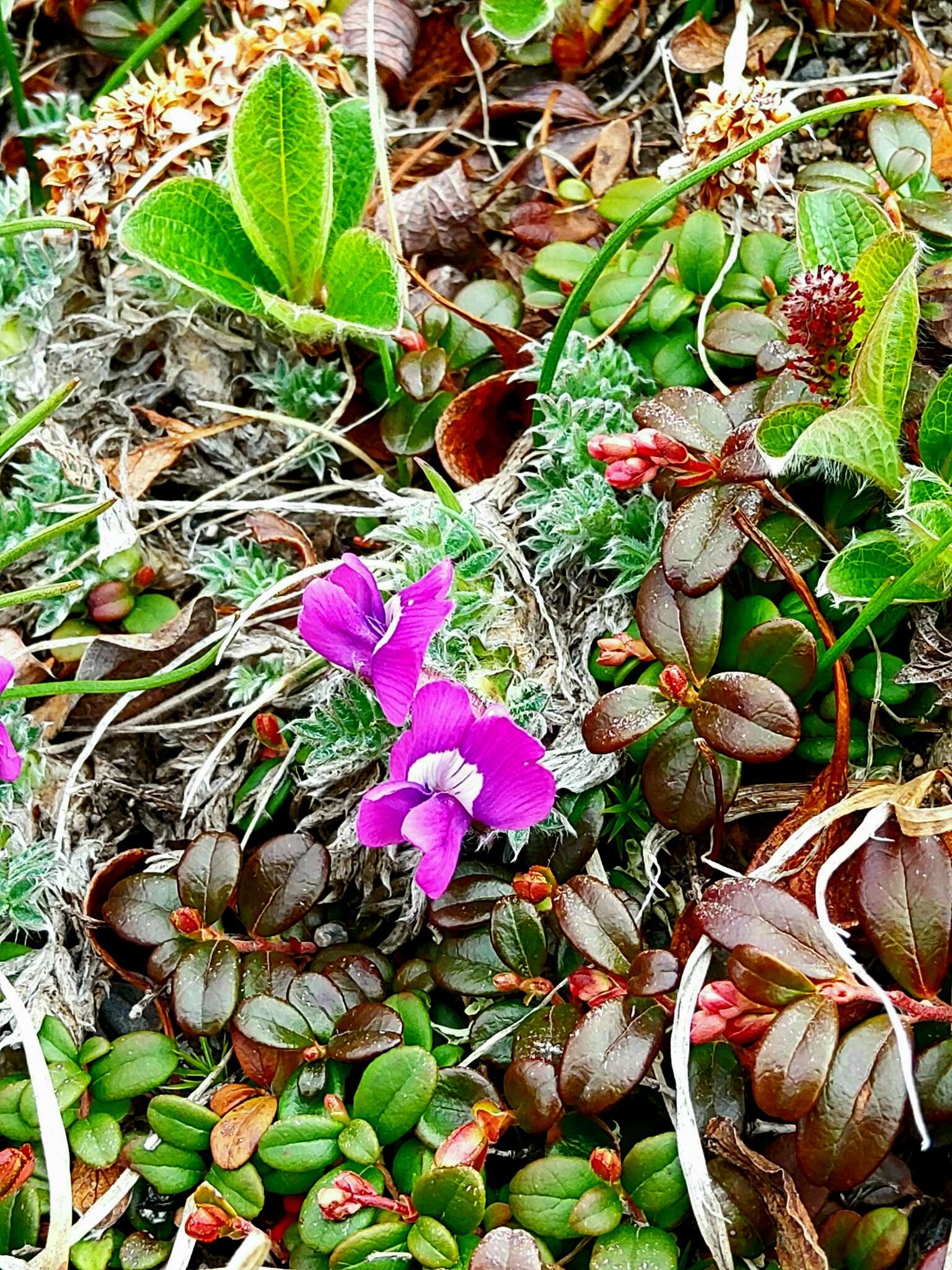 Image de Oxytropis pumilio (Pall.) Ledeb.