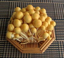 Слика од Pholiota nameko (T. Itô) S. Ito & S. Imai 1933