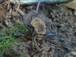 Plancia ëd Craterellus undulatus