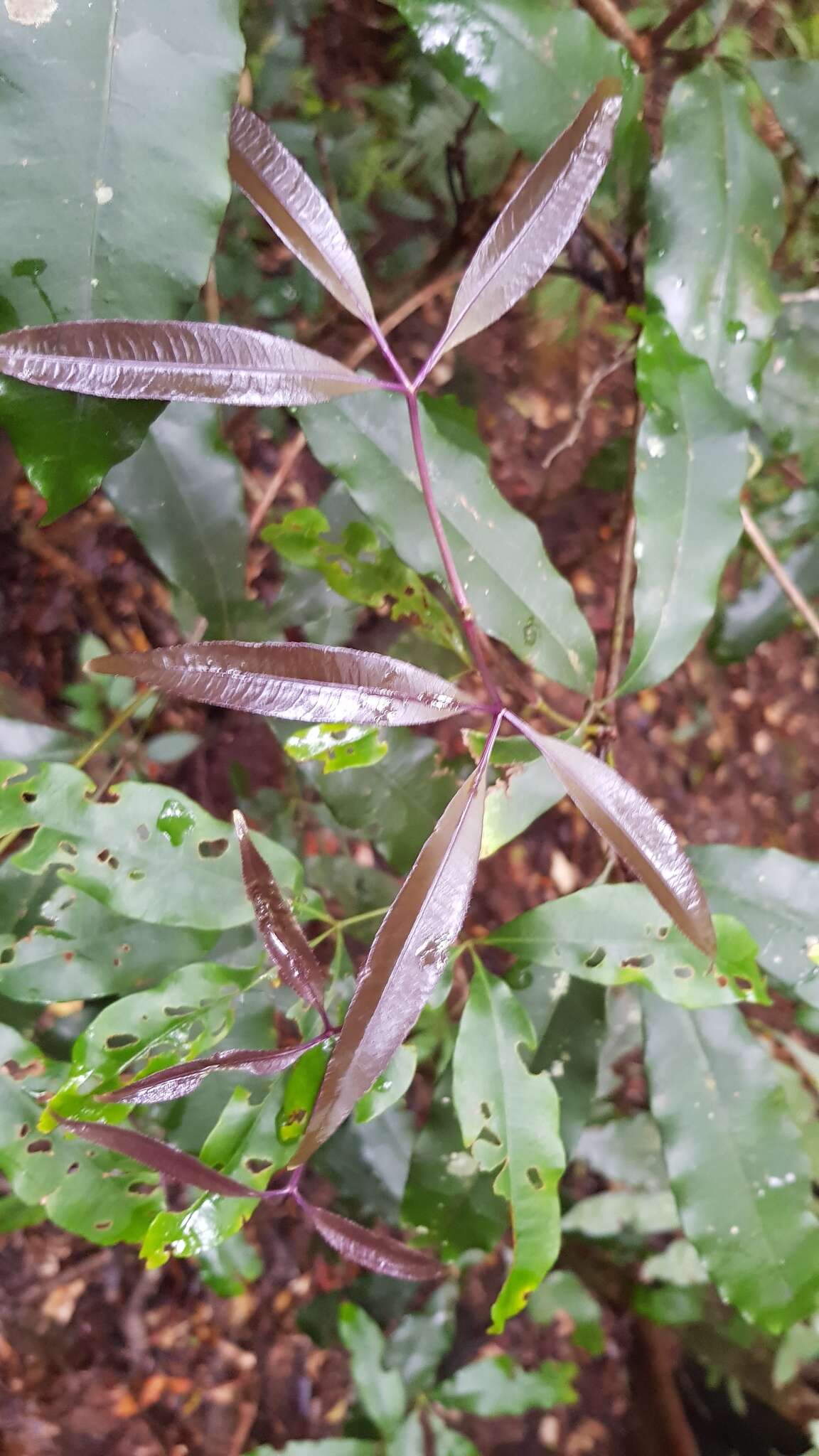 Image of Ceratopetalum succirubrum C. T. White