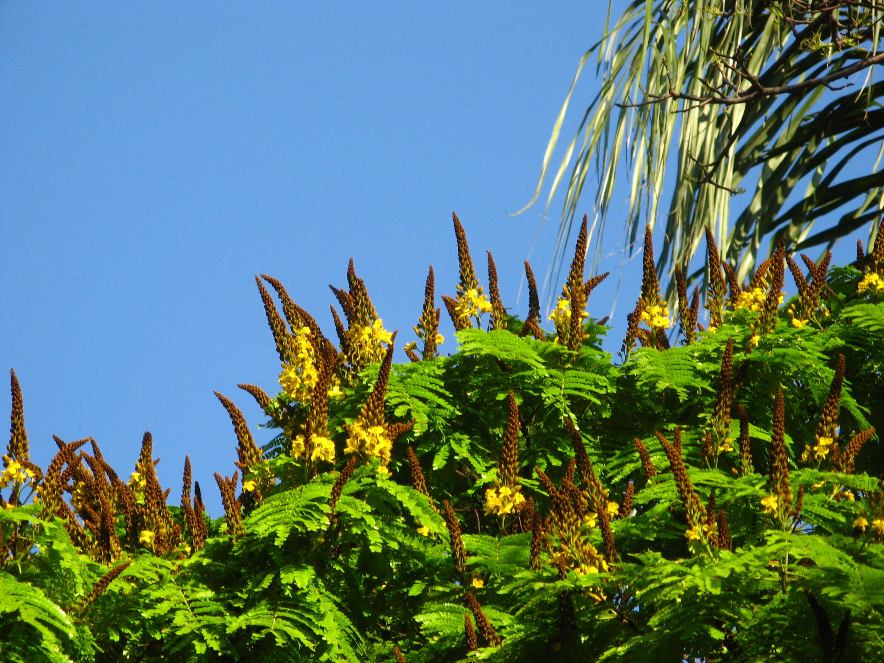 Image of African senna