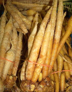 Image of Chinese Ginger