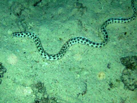 Image of Spotted snake eel