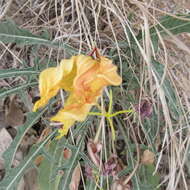 Plancia ëd Oenothera brachycarpa A. Gray