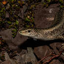 Image of Scree Skink