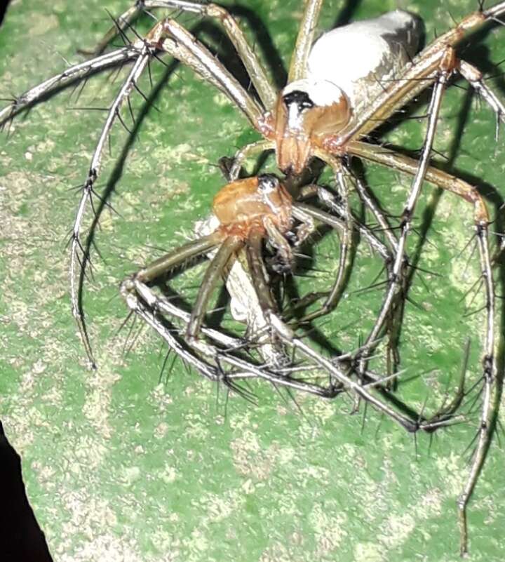 Image of Oxyopes shweta Tikader 1970