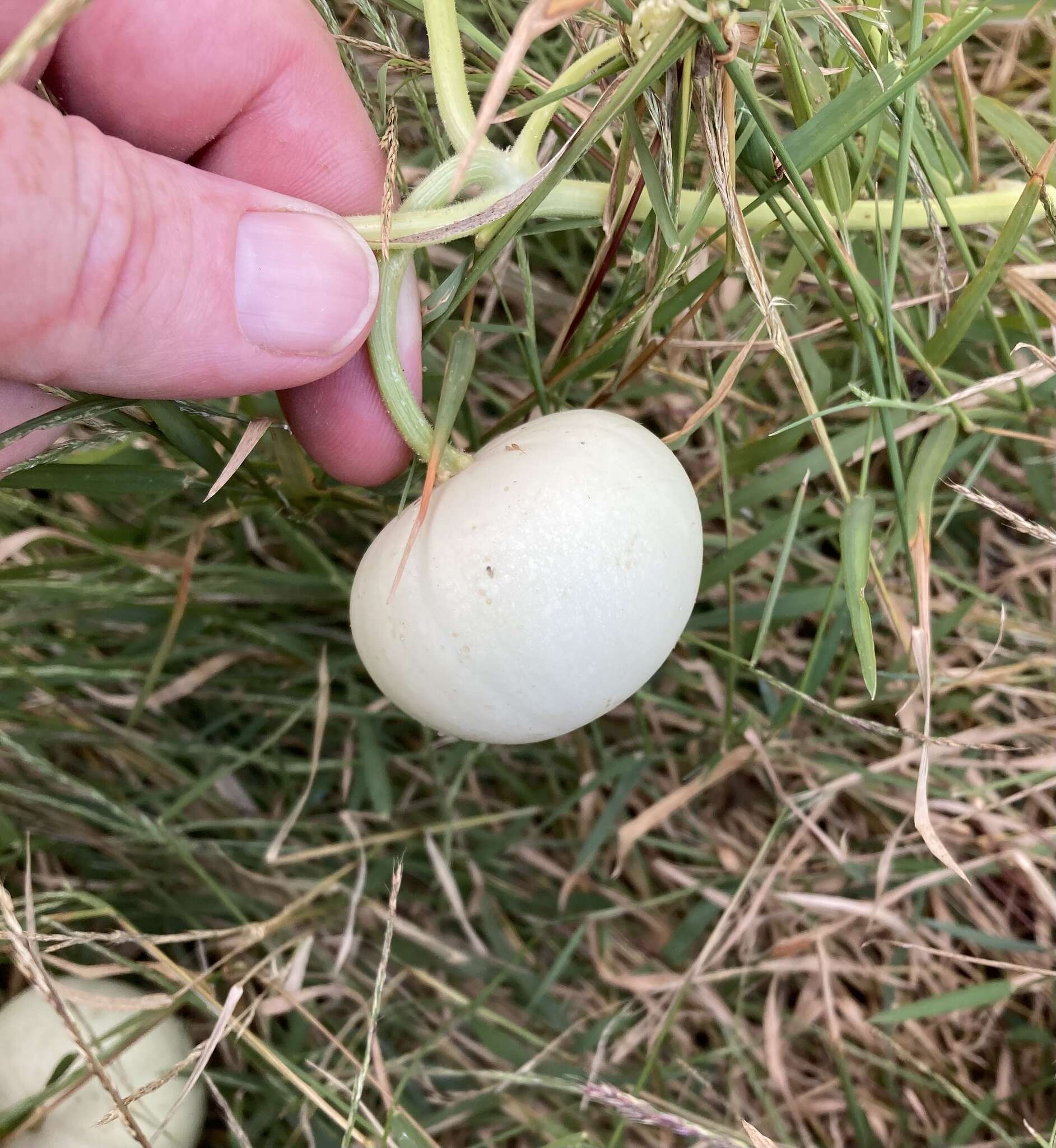 صورة Cucurbita melopepo var. ozarkana (Deck.-Walt.) G. L. Nesom