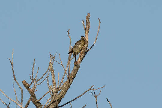 Image of Green-barred Woodpecker