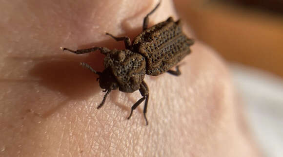 Image of Eastern Ironclad Beetle